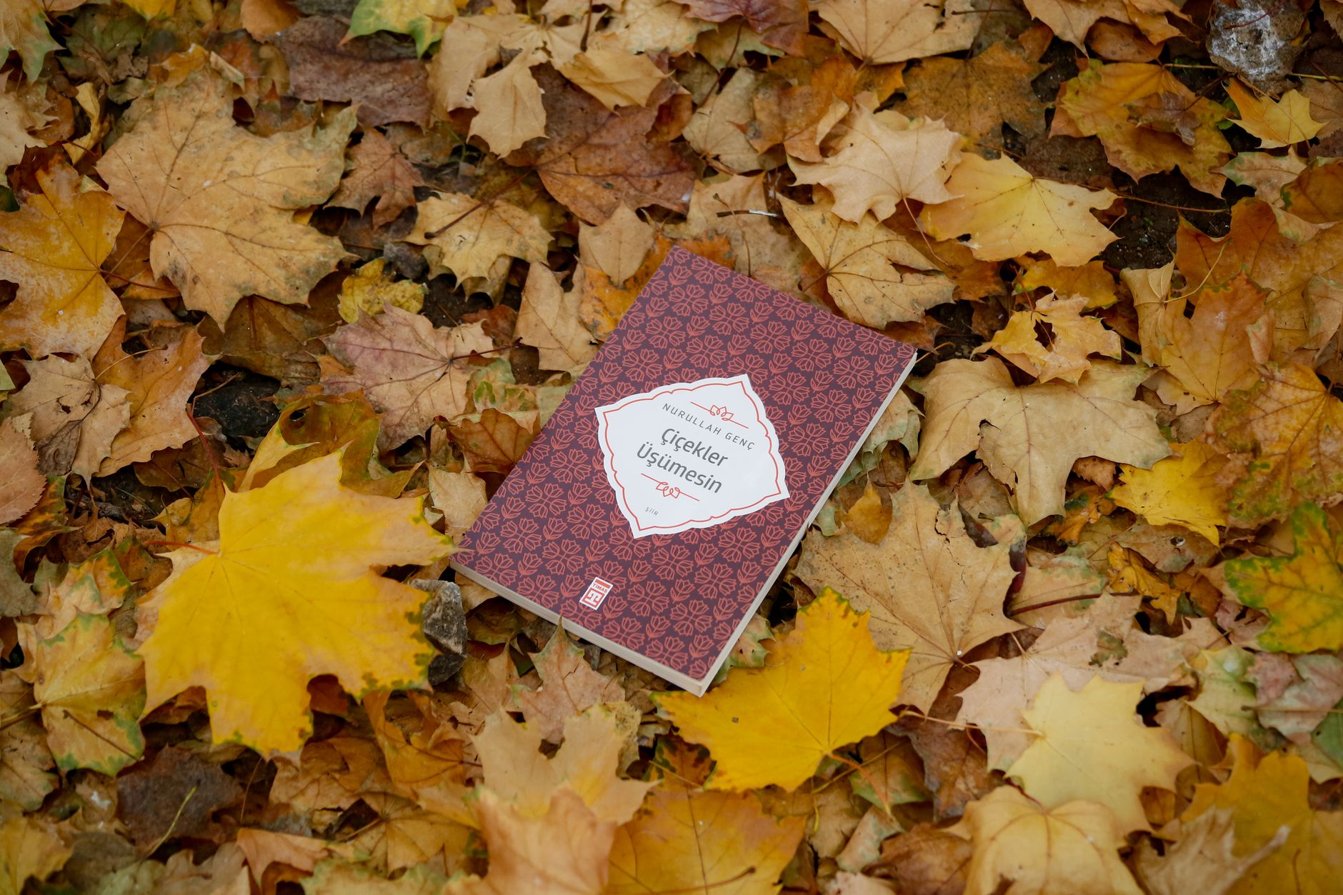 Exclusive red maple leaves layout background with classic typography texture